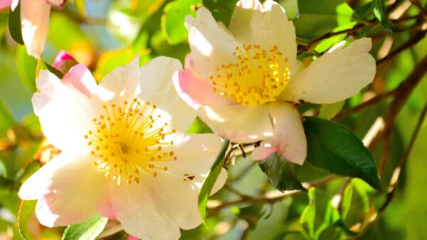 Cómo cuidar la camelia de otoño (Camellia sasanqua)