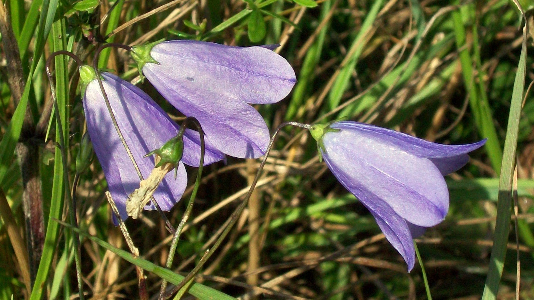 Campanilla azul (Campanula rotundifolia)