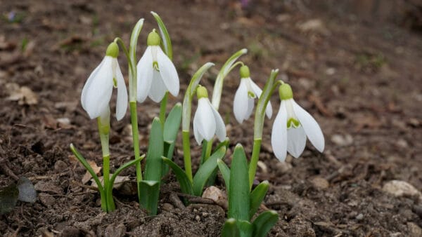 Cómo cuidar la campanilla de invierno (Galanthus nivalis)