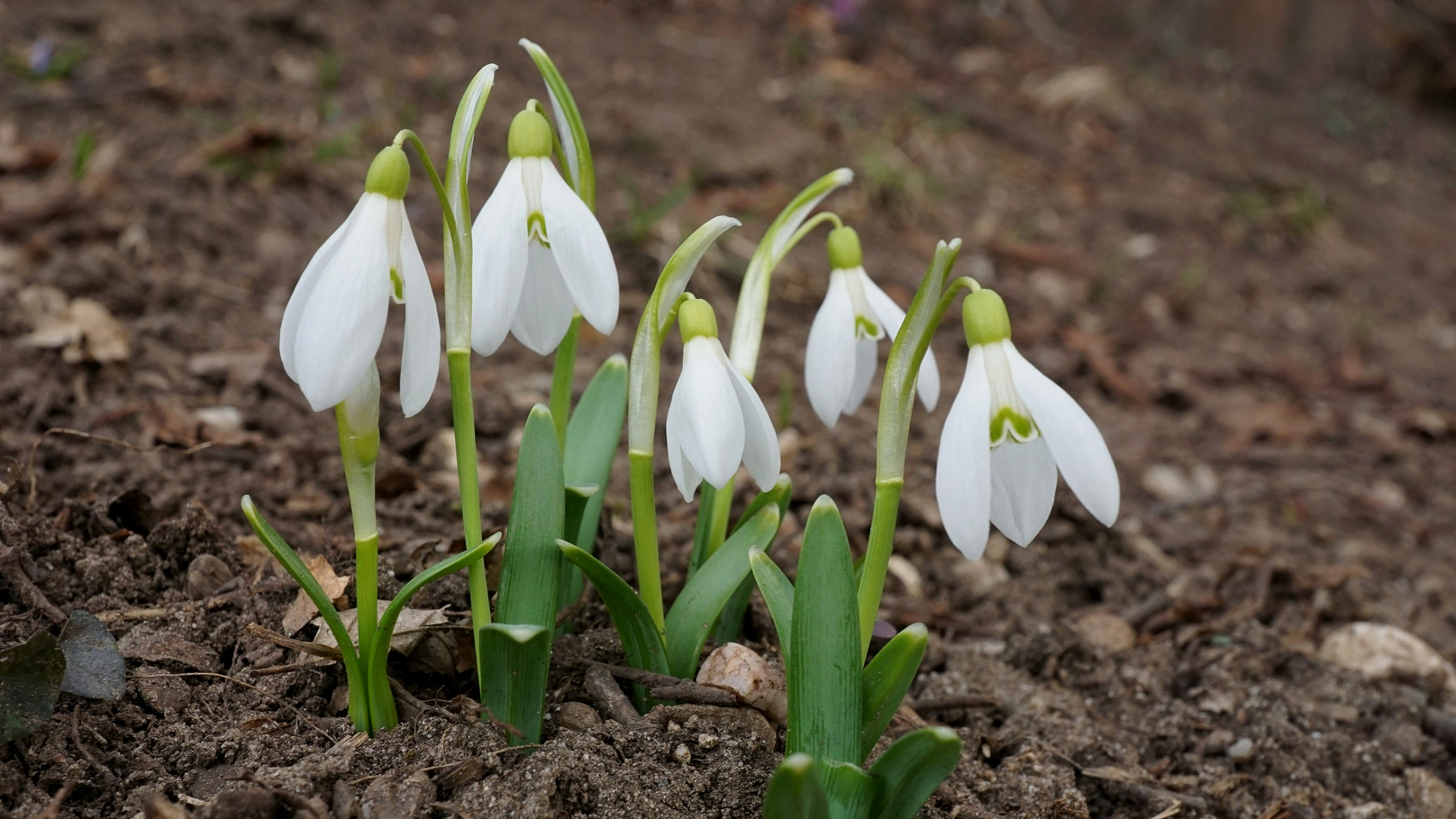 Campanilla de invierno (Galanthus nivalis)