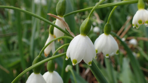 Cómo cuidar la campanilla de verano (Leucojum aestivum)
