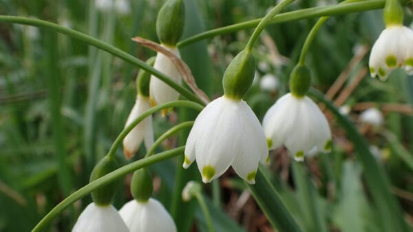 Cómo cuidar la campanilla de verano (Leucojum aestivum)