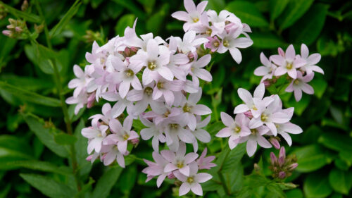 Cómo cuidar la campanilla lechosa (Campanula lactiflora)