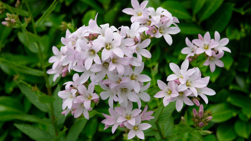 Cómo cuidar la campanilla lechosa (Campanula lactiflora)