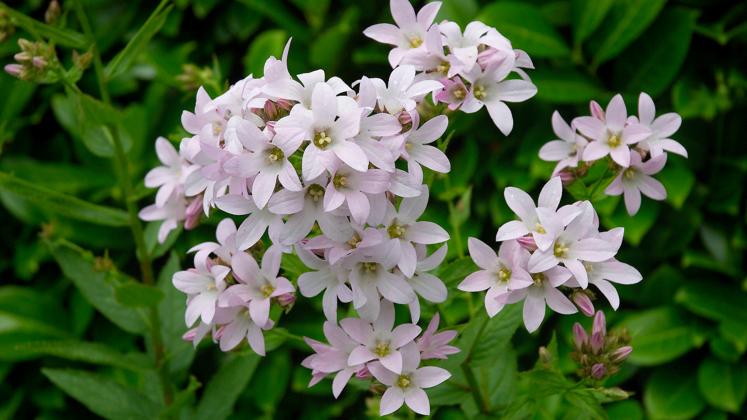 Campanilla lechosa (Campanula lactiflora)