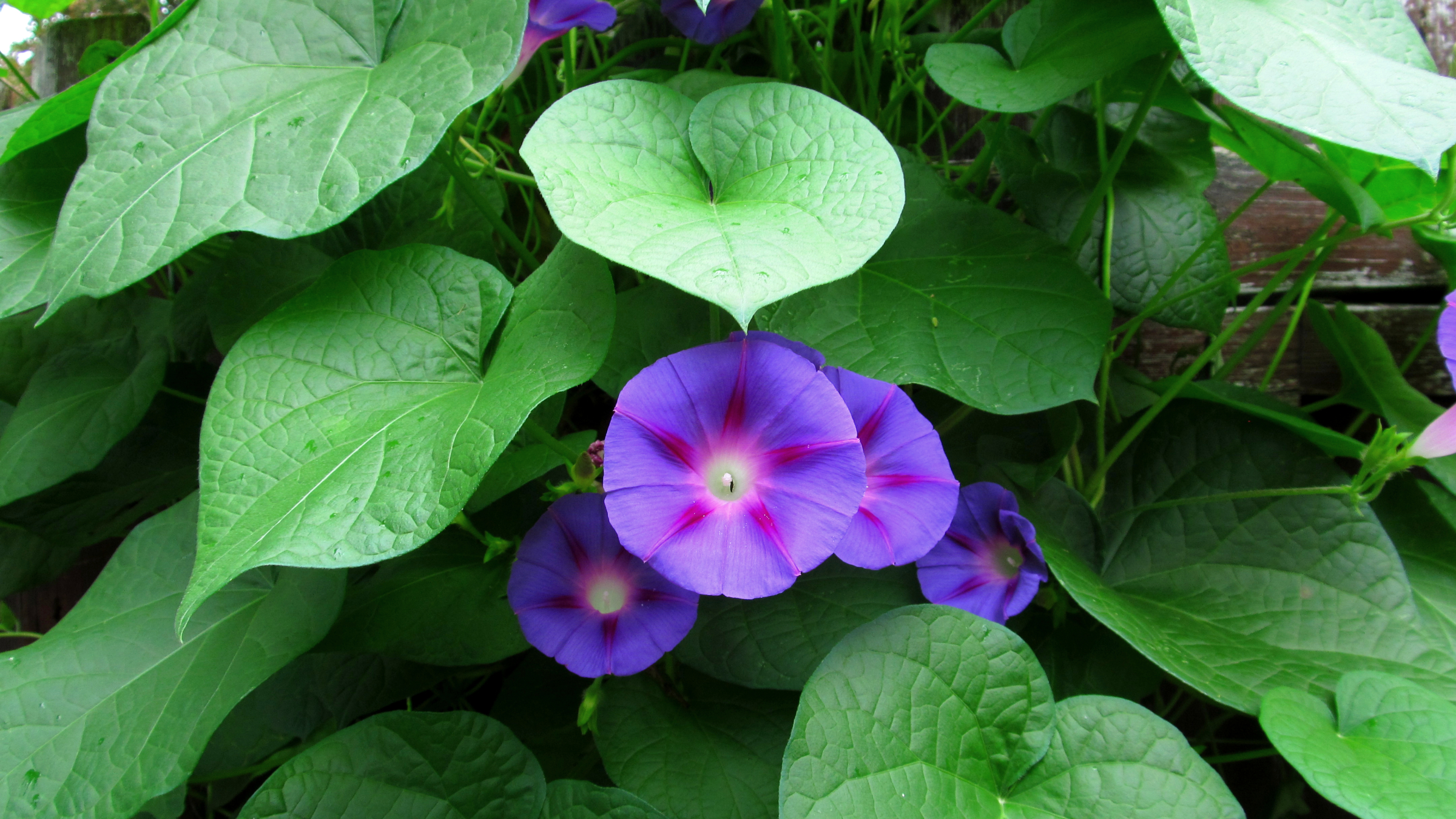 Campanilla morada (Ipomoea purpurea)