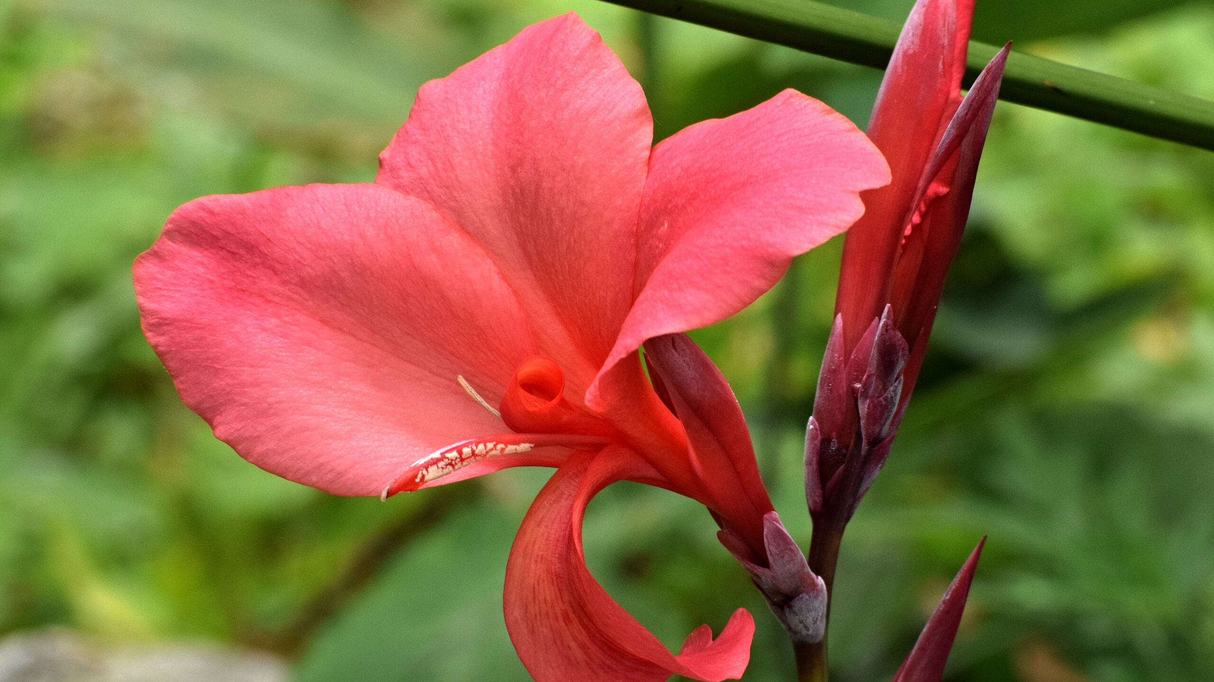 Caña de indias (Canna indica)