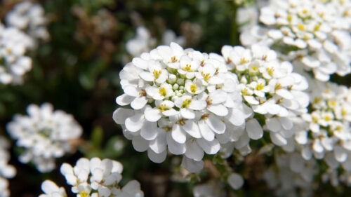 Cómo cuidar la canastilla de agua (Iberis sempervirens)