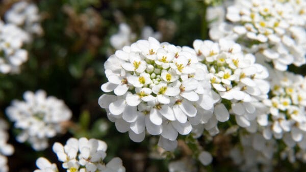 Cómo cuidar la canastilla de agua (Iberis sempervirens)