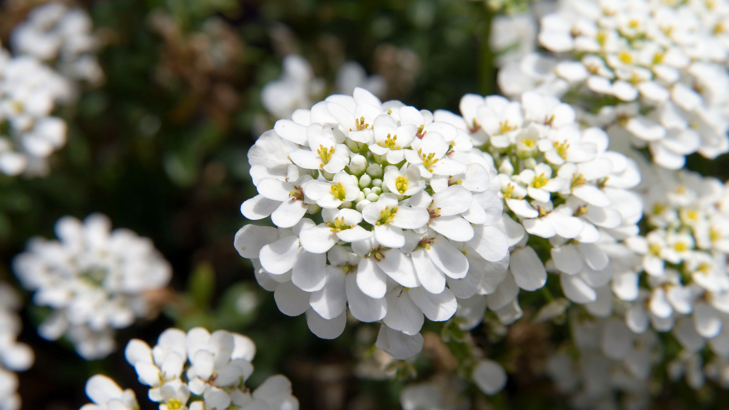 Canastilla de plata (Iberis sempervirens)