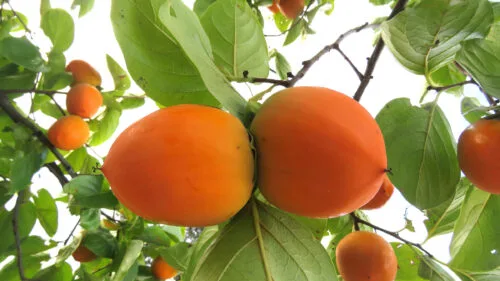 Cómo cuidar el caqui (Diospyros kaki)