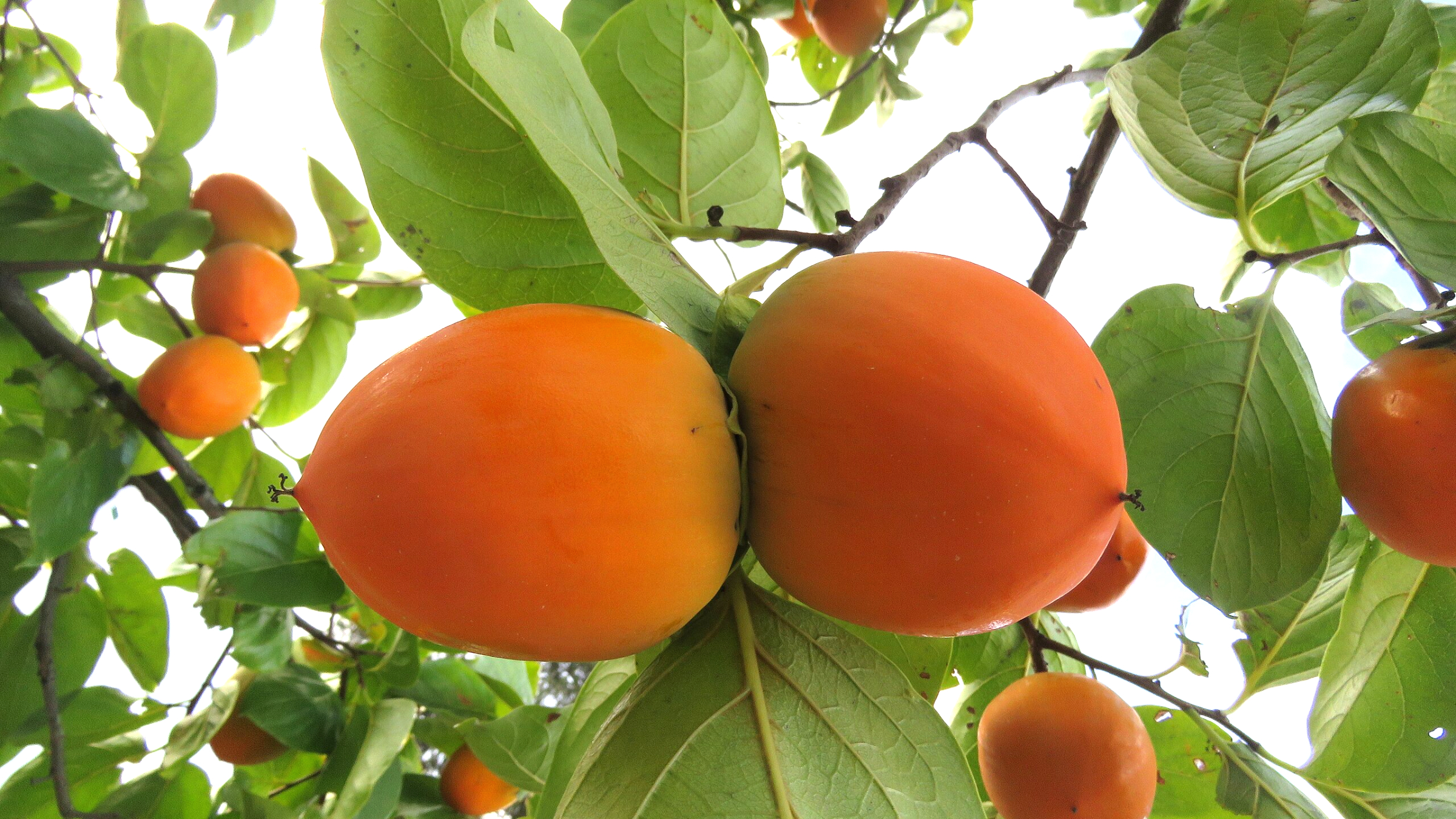 Caqui (Diospyros kaki)