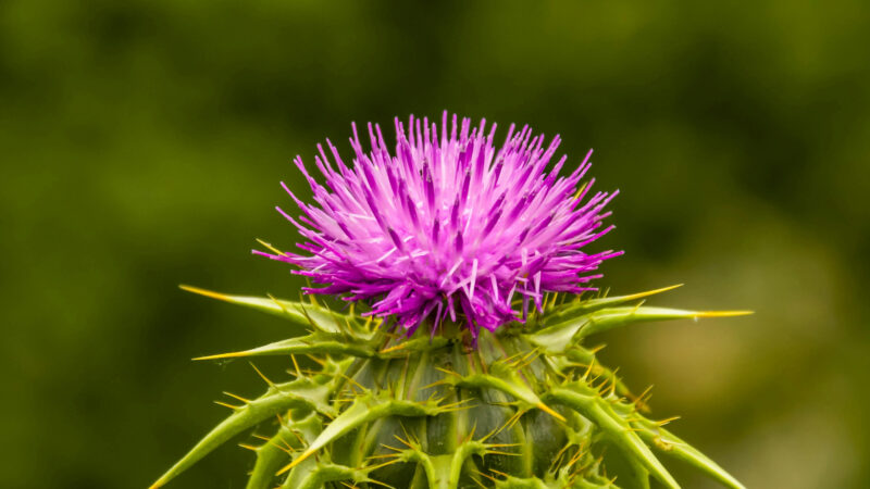 Cómo cuidar el cardo mariano (Silybum marianum)
