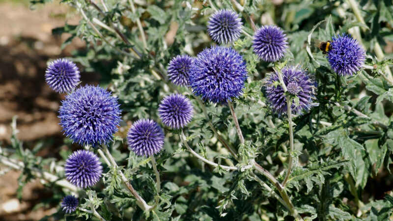 Cómo cuidar el cardo azul (Echinops ritro)