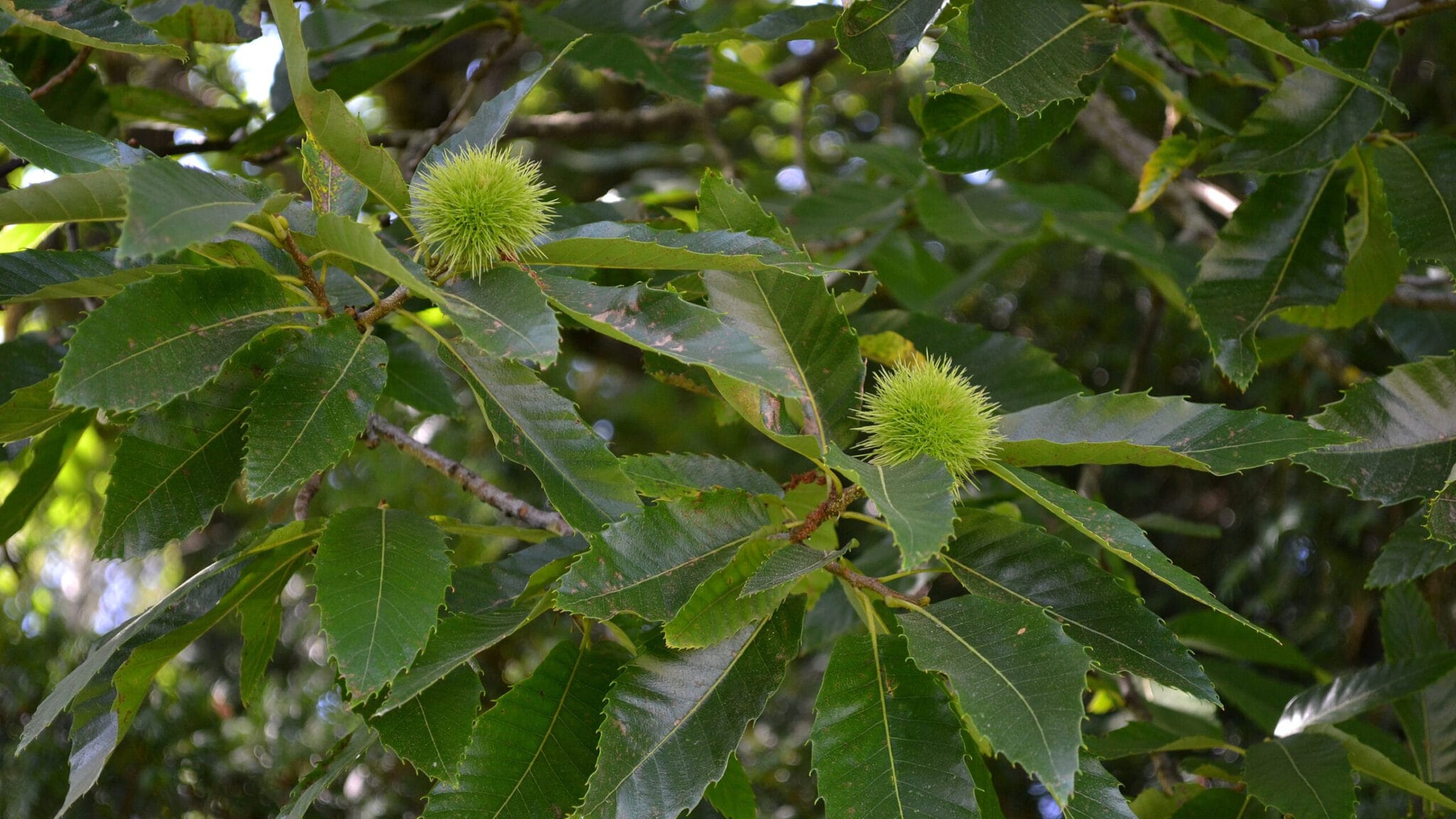 Castaño: cuidados (Castanea sativa)