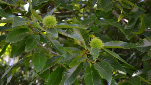 Cómo cuidar el castaño (Castanea sativa)