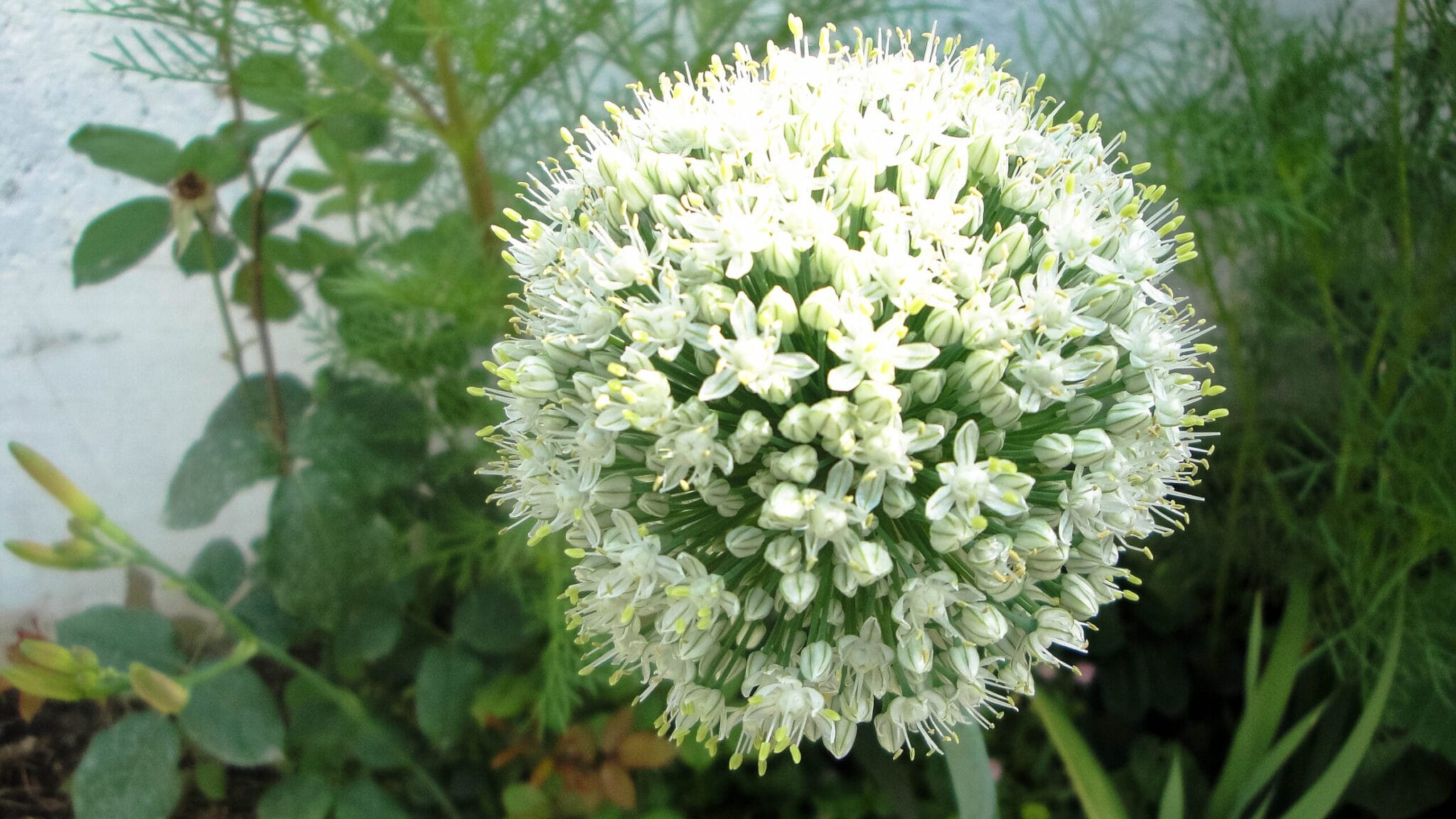 Cebolla: cuidados (Allium cepa)