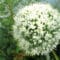 Cómo cuidar la cebolla (Allium cepa)