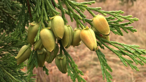 Cómo cuidar el cedro blanco de California (Calocedrus decurrens)