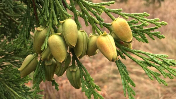 Cómo cuidar el cedro blanco de California (Calocedrus decurrens)