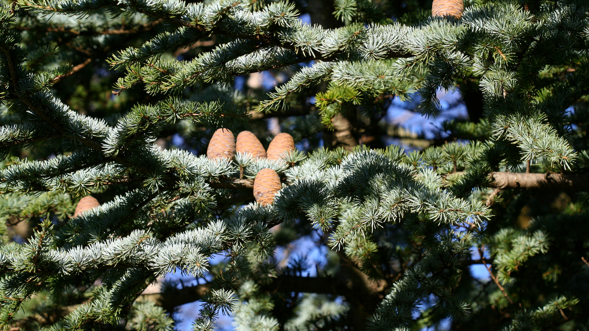 Cedro del Atlas (Cedrus atlantica)