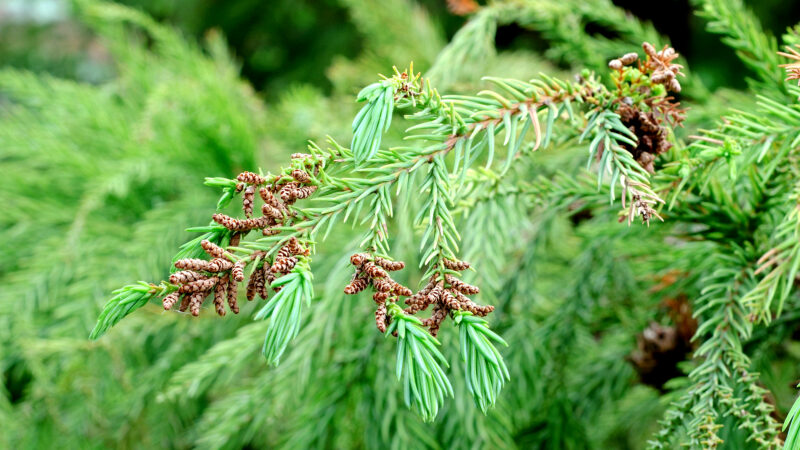 Cómo cuidar el cedro japonés (Cryptomeria japonica)