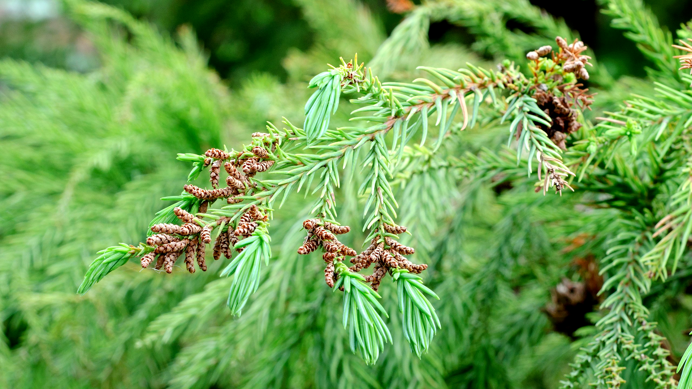 Cedro japonés (Cryptomeria japonica)