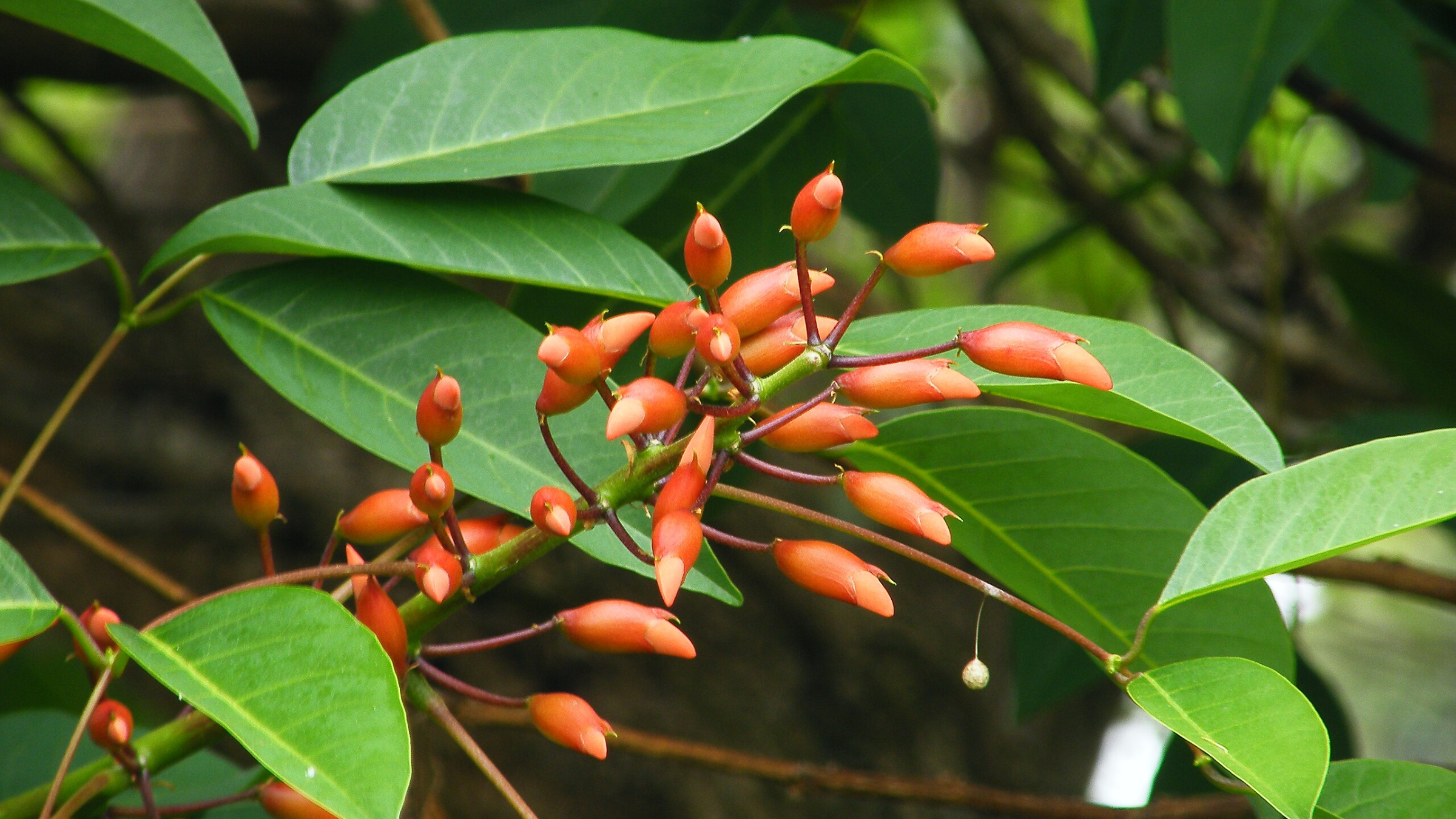 Ceibo (Erythrina crista-galli)