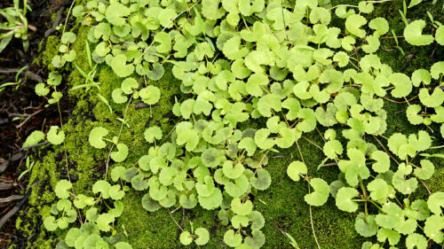 Cómo cuidar la centella (Centella asiatica)