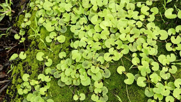 Cómo cuidar la centella (Centella asiatica)