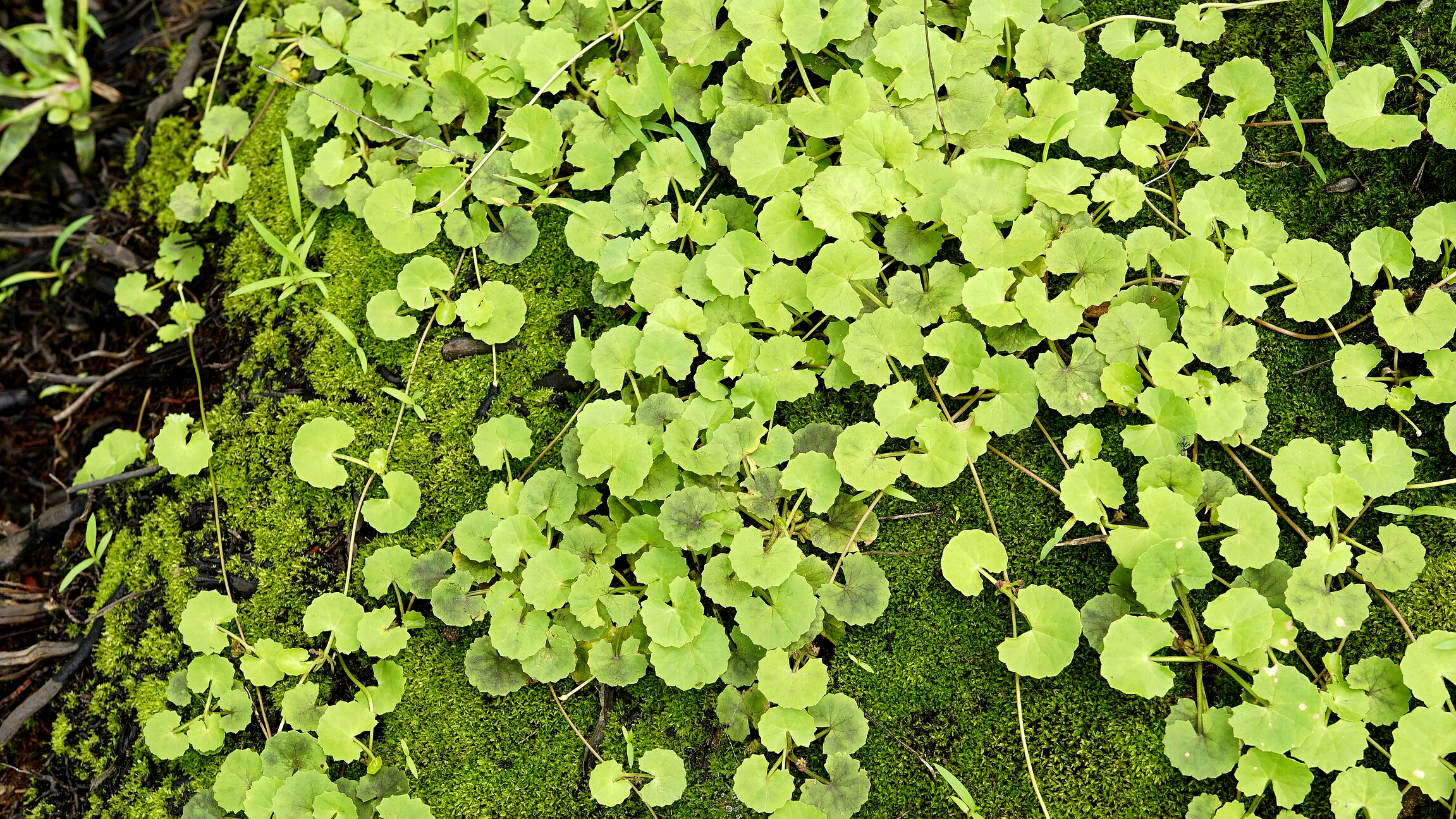 Centella (Centella asiatica)