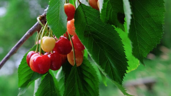 Cómo cuidar el cerezo (Prunus avium)
