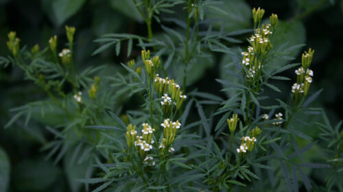 Cómo cuidar el chincho o suico (Tagetes minuta)