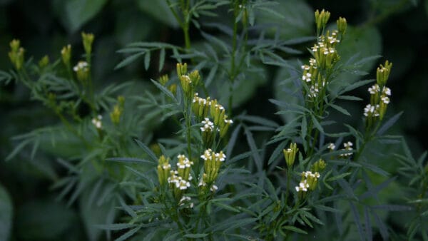 Cómo cuidar el chincho o suico (Tagetes minuta)