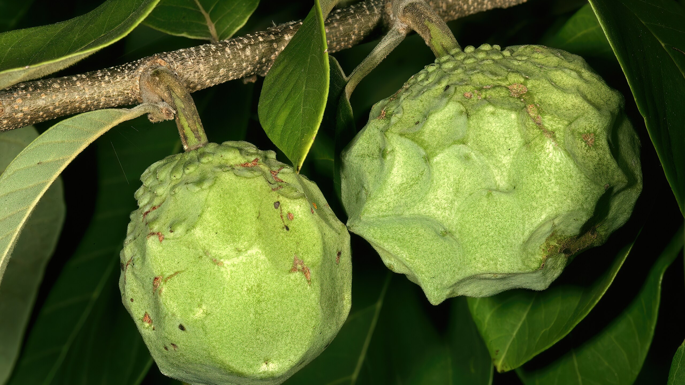 Chirimoyo (Annona cherimola)