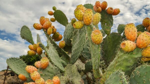 Cómo cuidar la chumbera (Opuntia ficus-indica)
