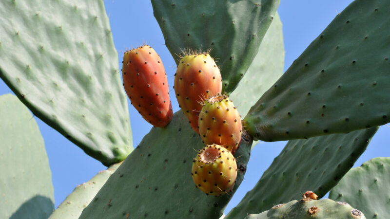 Cómo cuidar la chumbera (Opuntia ficus-indica)
