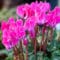 Cómo cuidar el ciclamen (Cyclamen persicum)