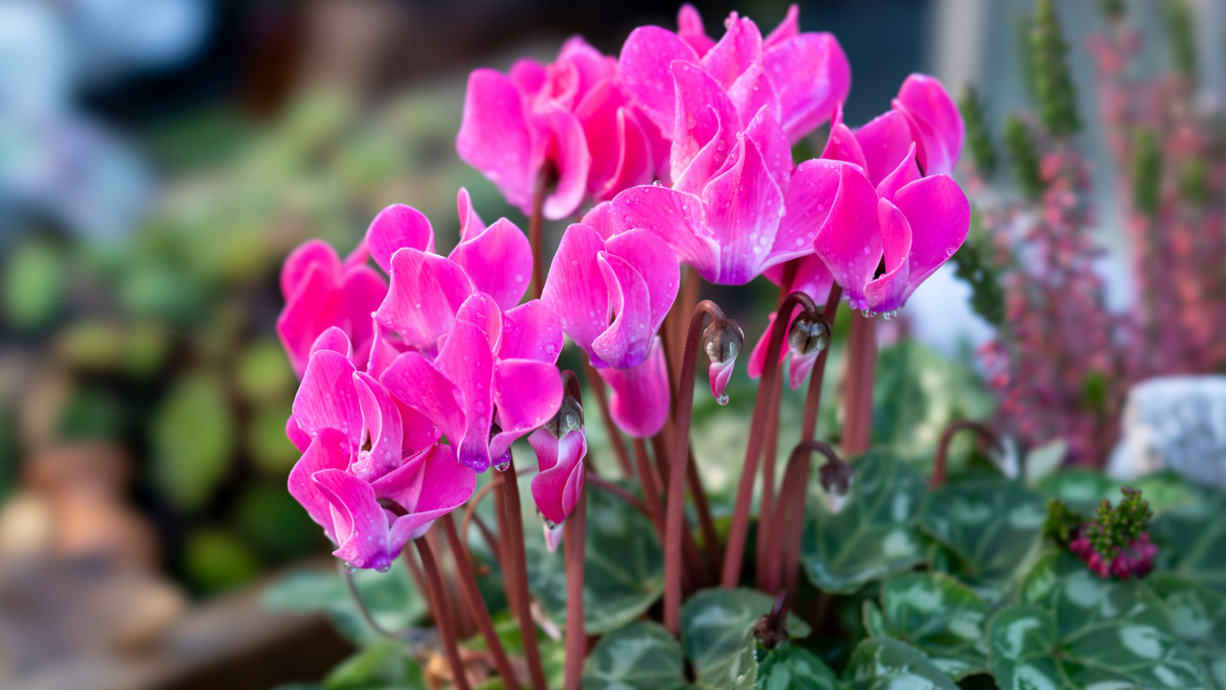 Ciclamen (Cyclamen persicum)
