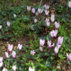Cómo cuidar el ciclamen (Cyclamen persicum)