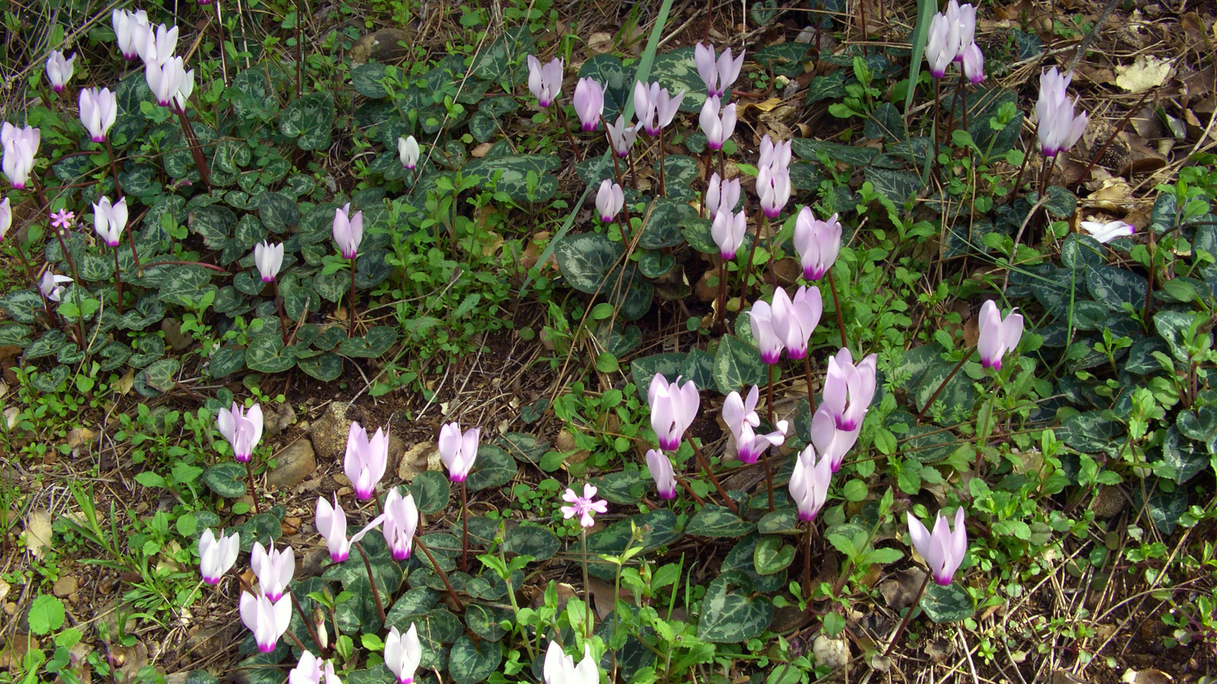 Ciclamen (Cyclamen persicum)