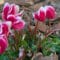 Cómo cuidar el ciclamen (Cyclamen persicum)
