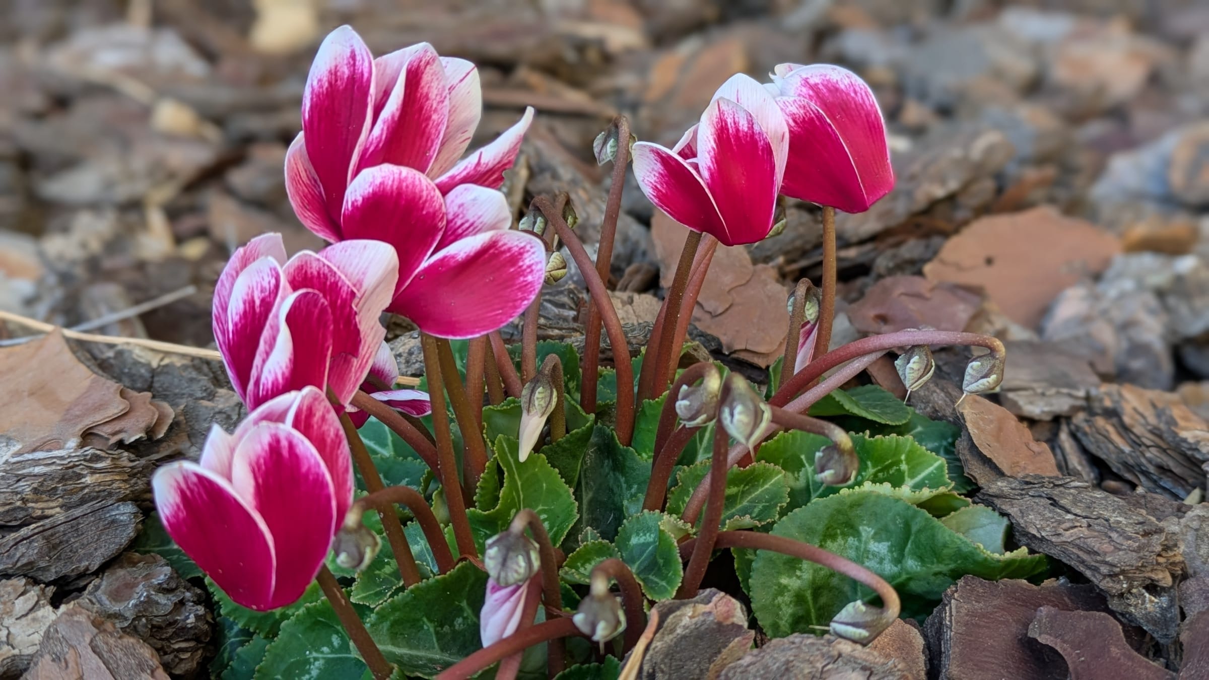 Ciclamen (Cyclamen persicum)