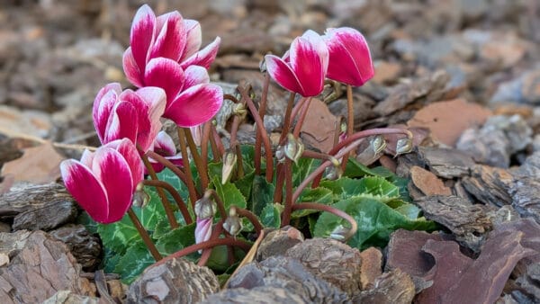 Cómo cuidar el ciclamen (Cyclamen persicum)