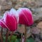 Cómo cuidar el ciclamen (Cyclamen persicum)