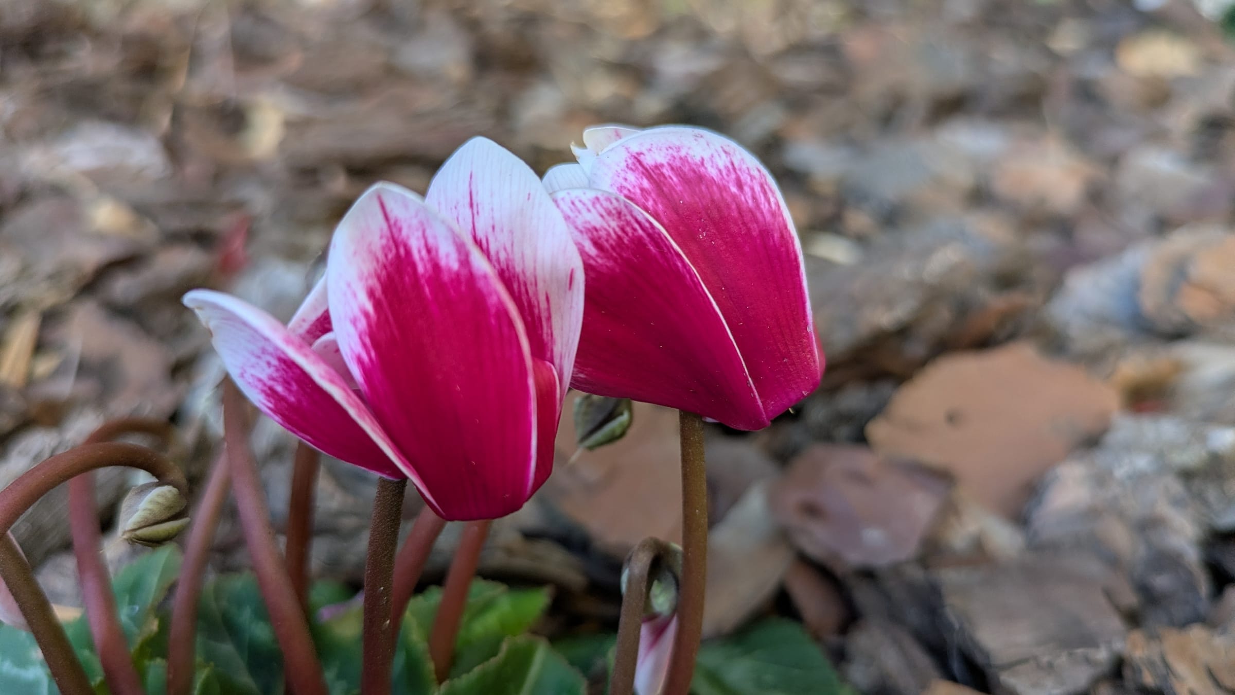 Ciclamen (Cyclamen persicum)
