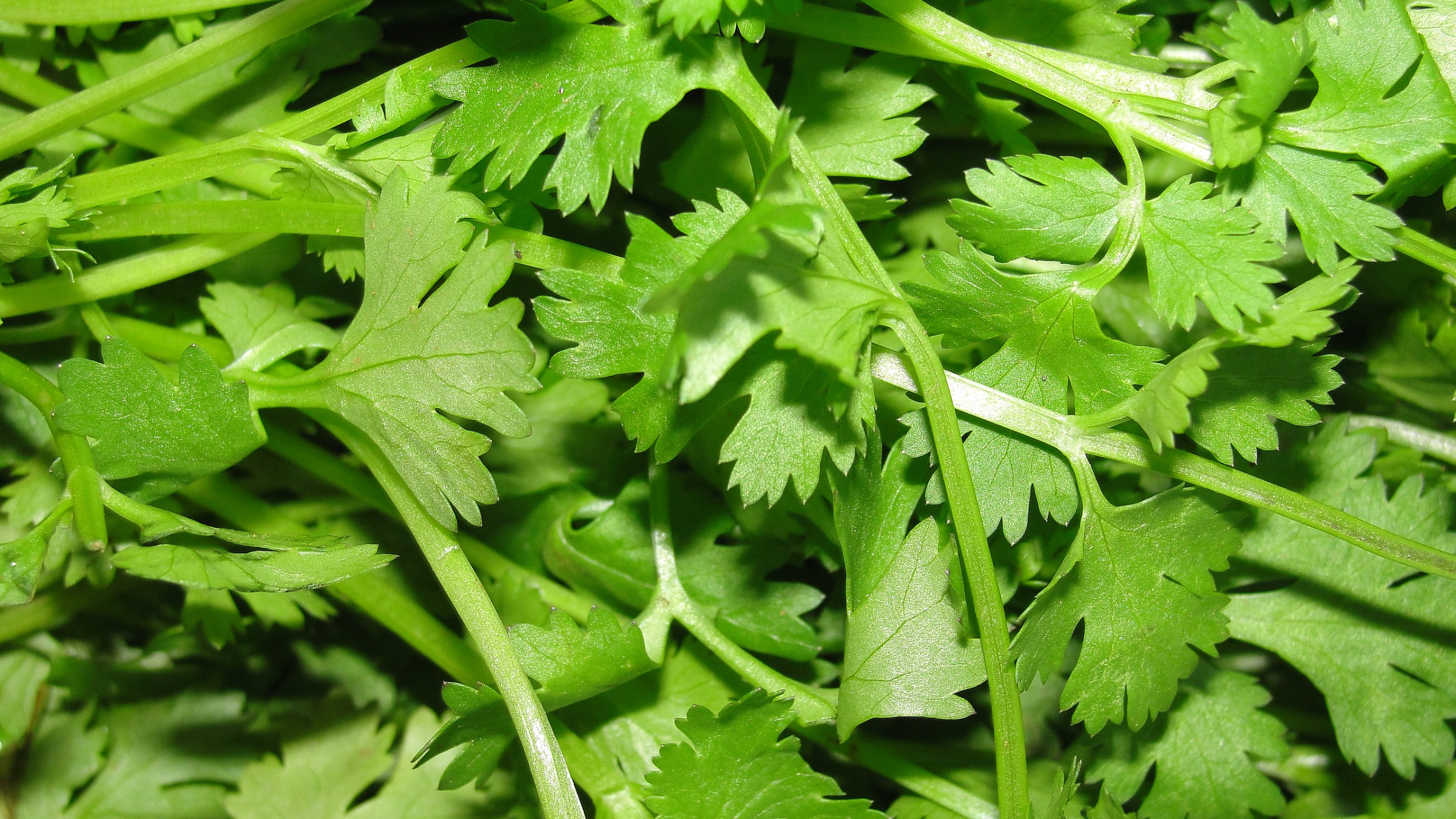 Cilantro (Coriandrum sativum)