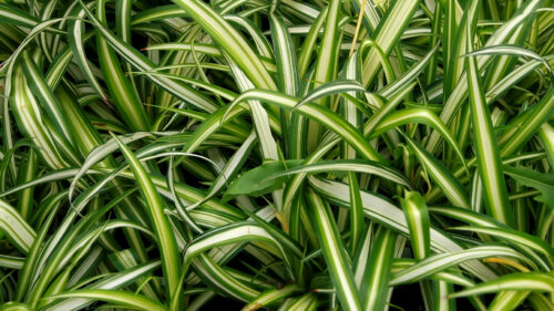 Cómo cuidar la cinta (Chlorophytum comosum)