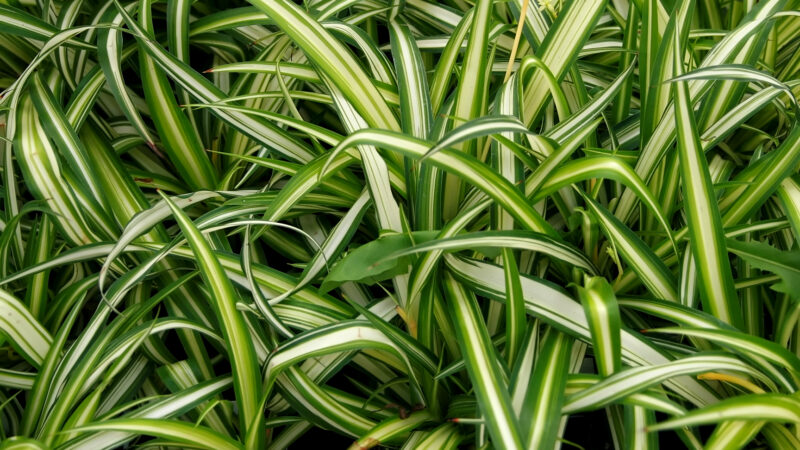 Cómo cuidar la cinta (Chlorophytum comosum)