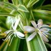 Cómo cuidar la cinta (Chlorophytum comosum)